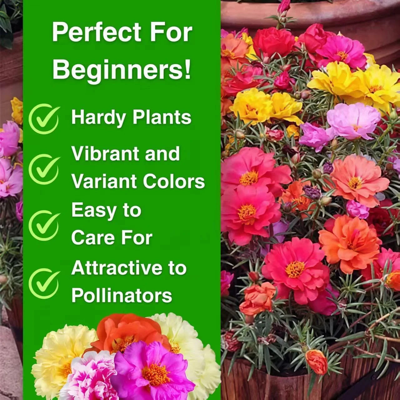 20,000+ Moss Rose Seeds (Portulaca Grandiflora) – Mixed Color Perennial Ground C
