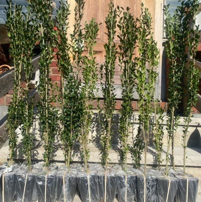 Sky Pencil Holly Live Plant – Ilex Crenata Sky Pencil – 6-12″ Tall – Zones 5-9