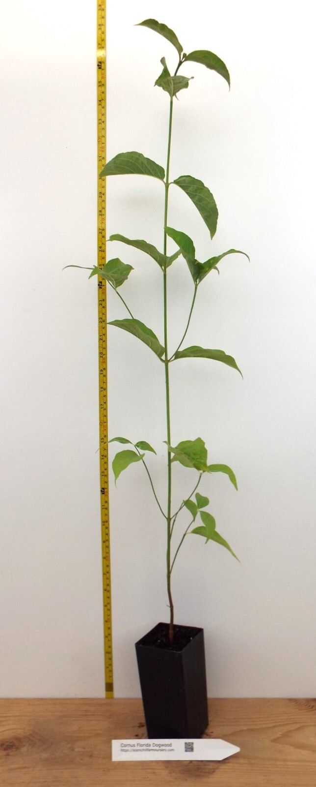 Florida White Flowering Dogwood (Cornus florida) – 30-36 in. Tall Potted Trees