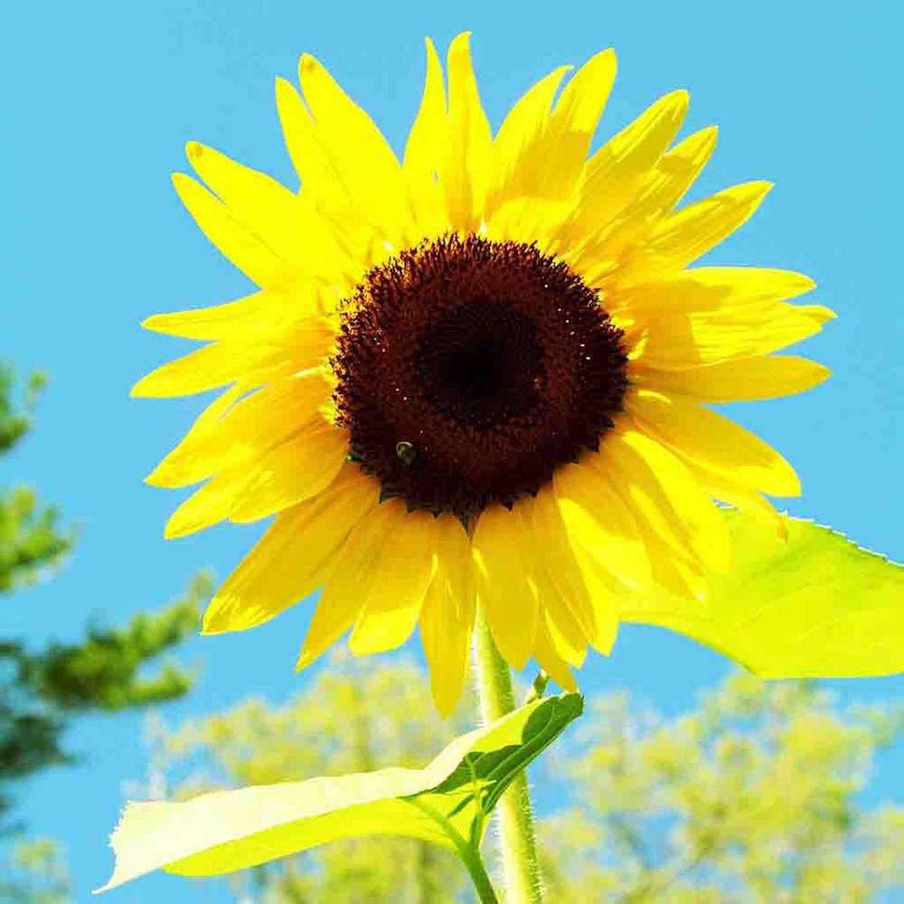 American Giant Hybrid Sunflower 10 Seeds Free Shipping!