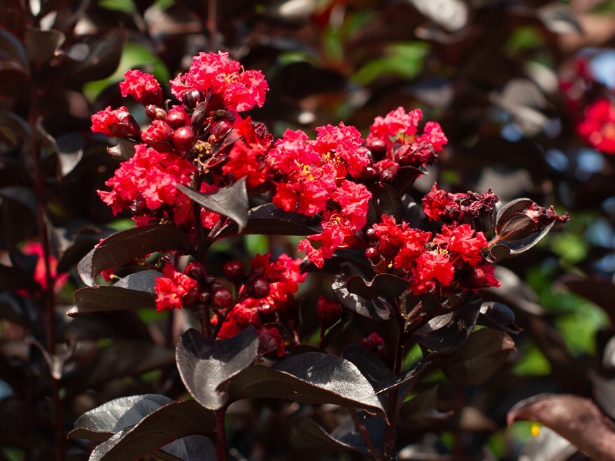 Ruby Thunderstruck Crape Myrtle Starter Lagerstroemia Rooted “STARTER” Plant