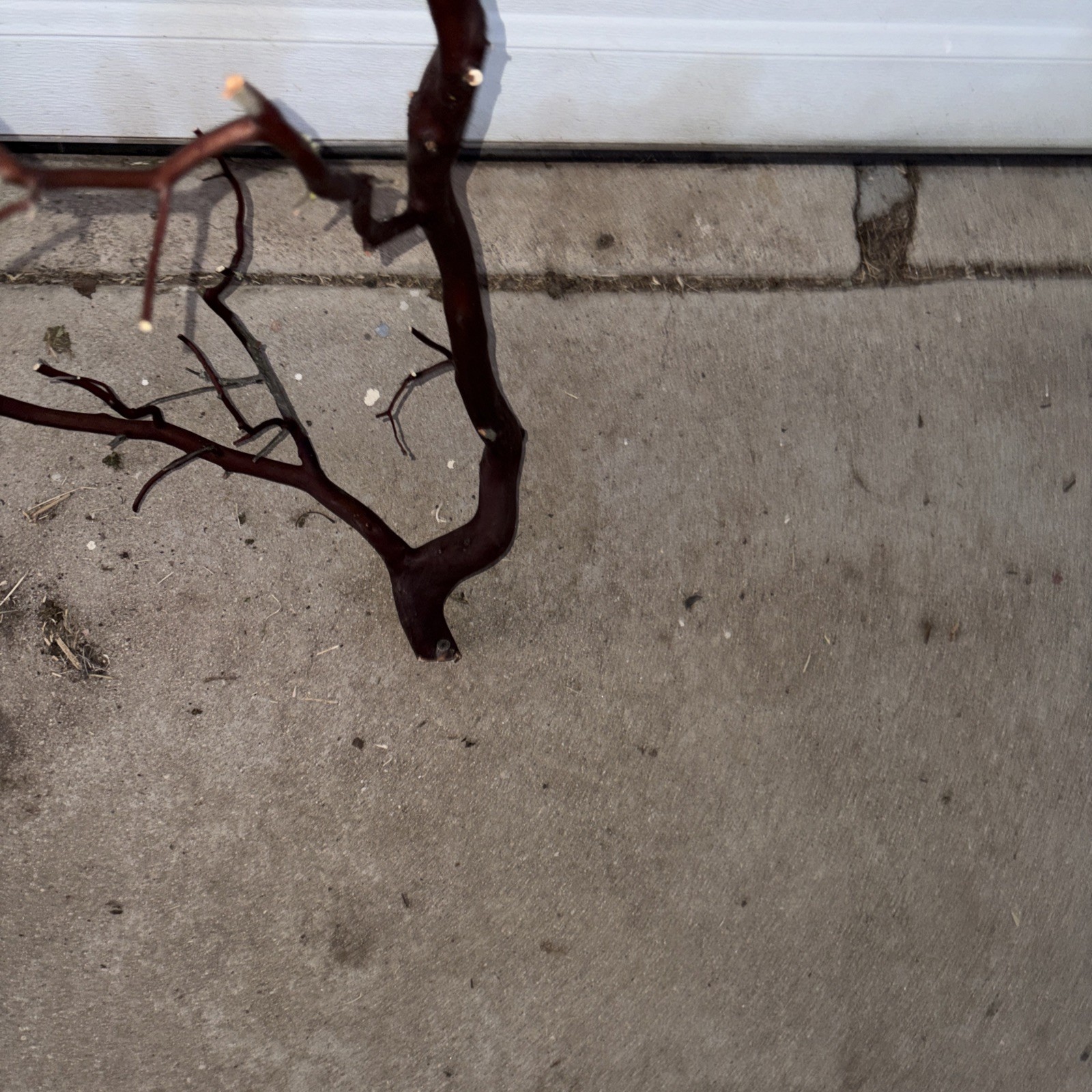 Red Manzanita Branch 3’ Tall. From Paso Robles , CA Ranch