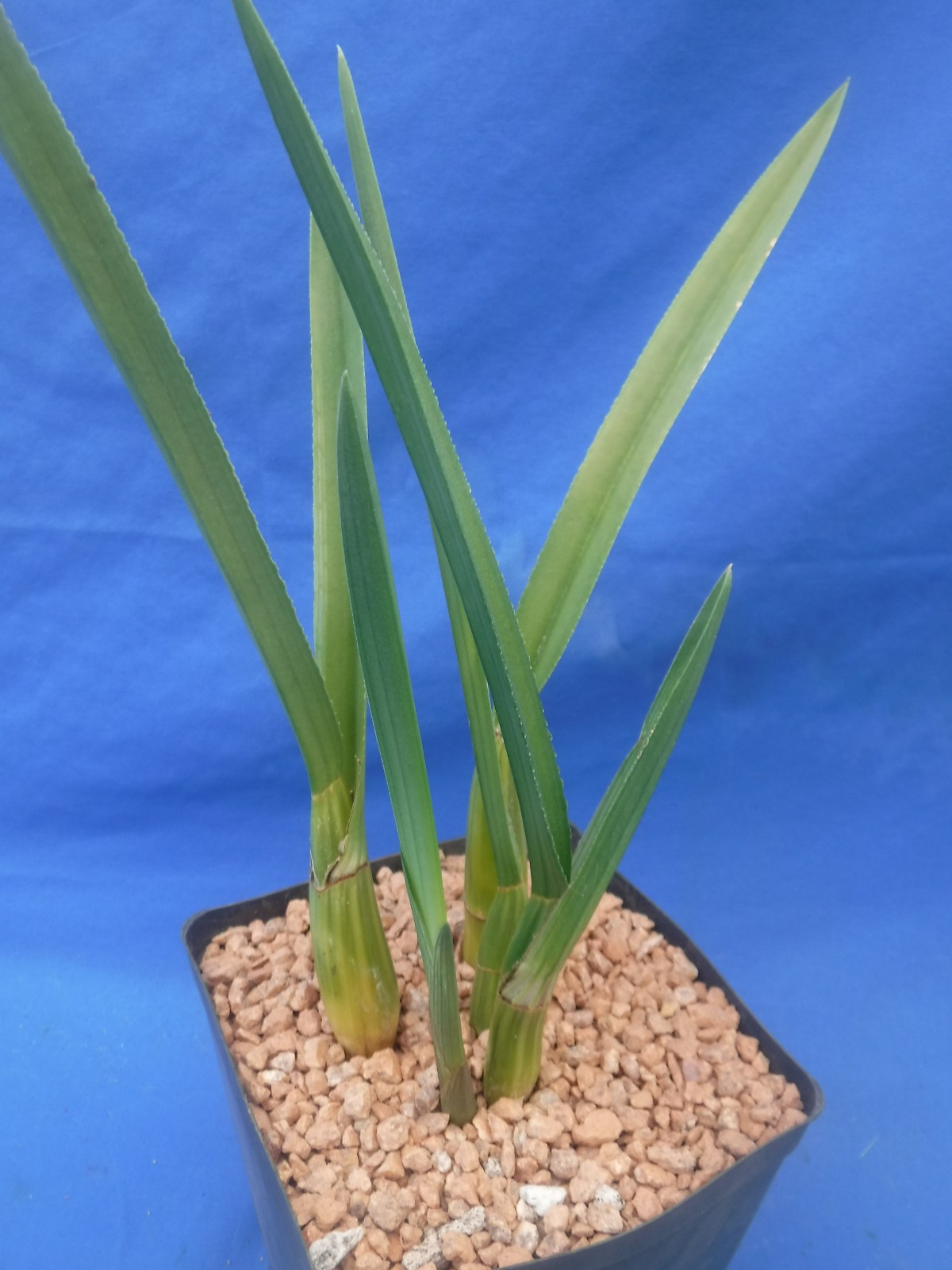 Eulophia petersii 5 Stems Amazng Flowr Desert Orchid Succulent Plant 12″ Tall W3