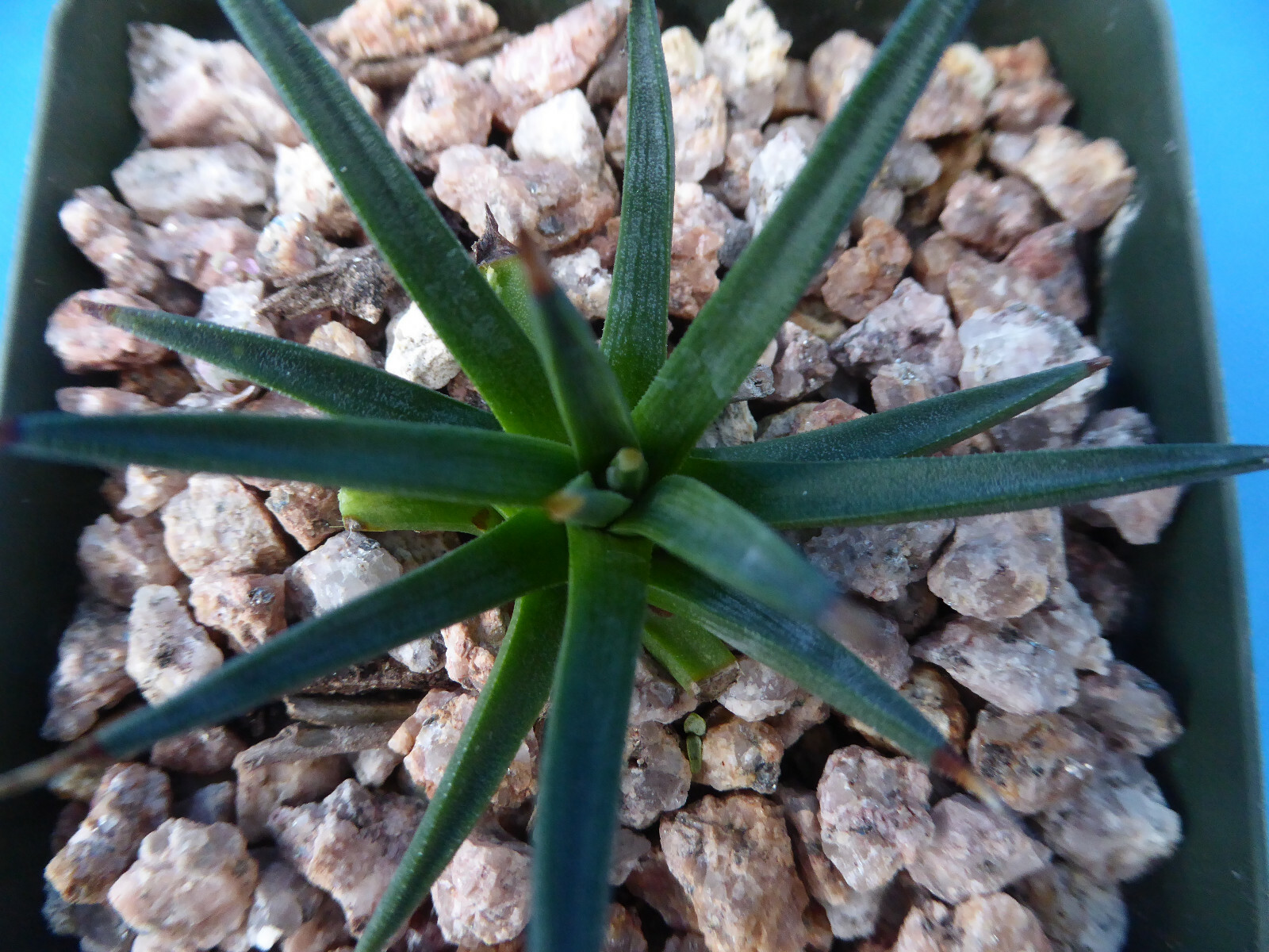 Agave albopilosa Seedling Plants VERY RARE Agave! 4+ Years Old! 2″-3″ Wide