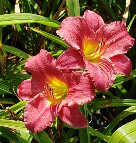 Daylily Seeds Pardon Me Reblooming Daylily Hemerocallis seeds 20+