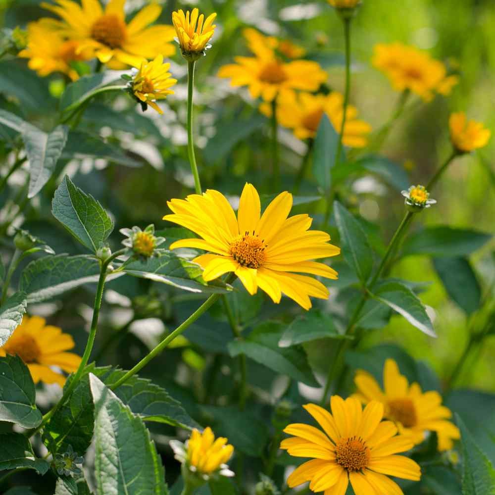 HELIOPSIS – FALSE SUNFLOWER – 4 LIVE PLANTS -SEE DESCRIPTION – LOOK!