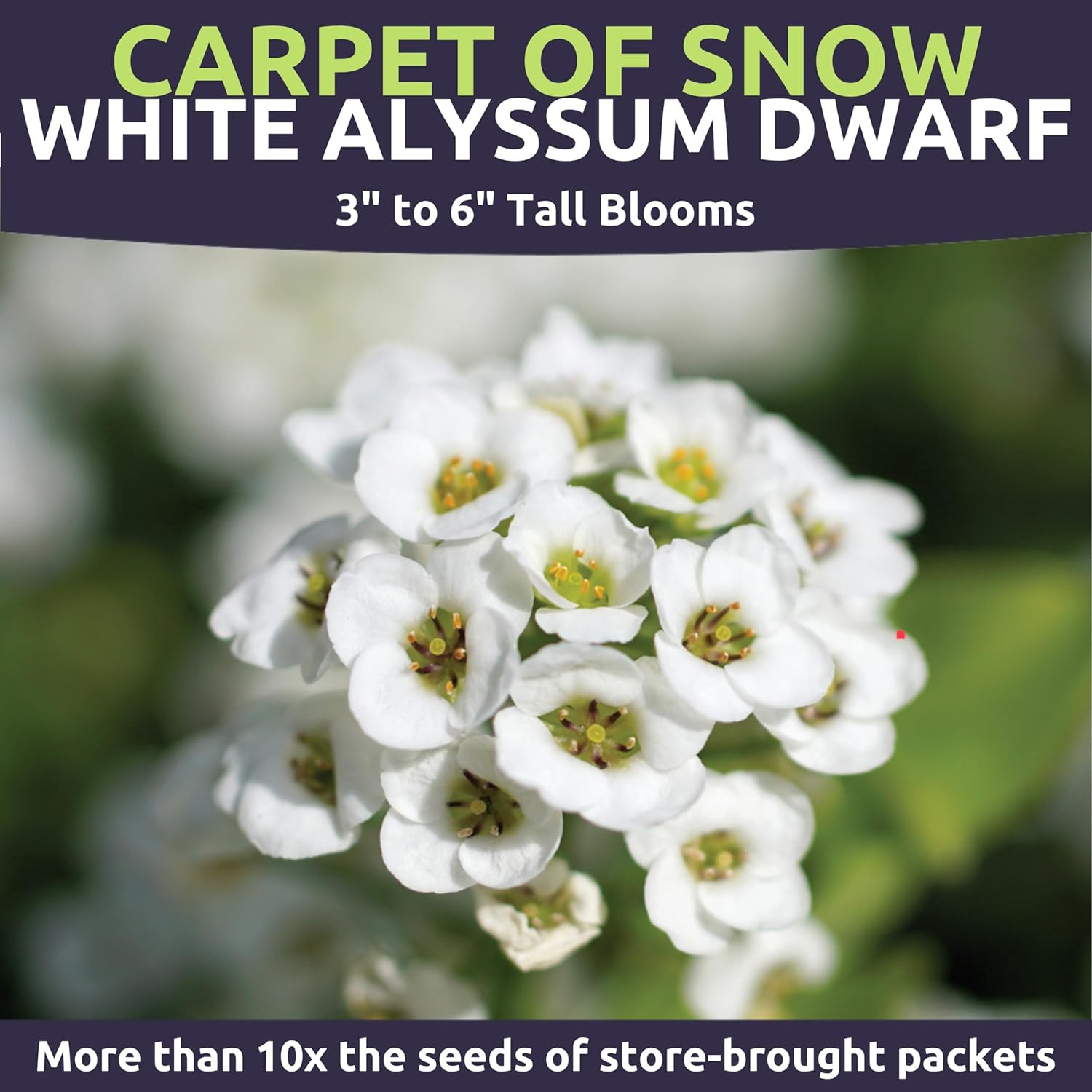 Alyssum Dwarf White – Carpet of Snow – Large 1/4 Ounce Seed Packet – 17,000 Flow