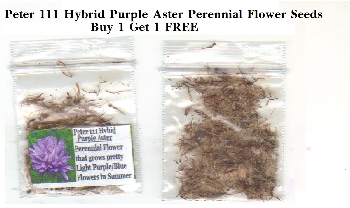 Peter 111 Purple Hybrid Perennial Aster * BUY 1 GET 1 FREE * Over 200 Seeds USA