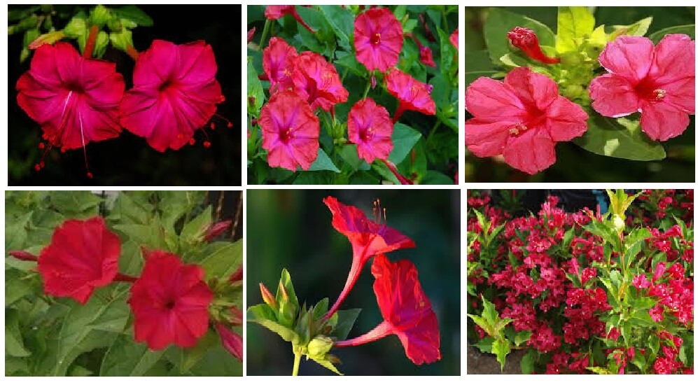 RED cherry colored FOUR O’CLOCK Flowers 10 + SEEDS USA Seller