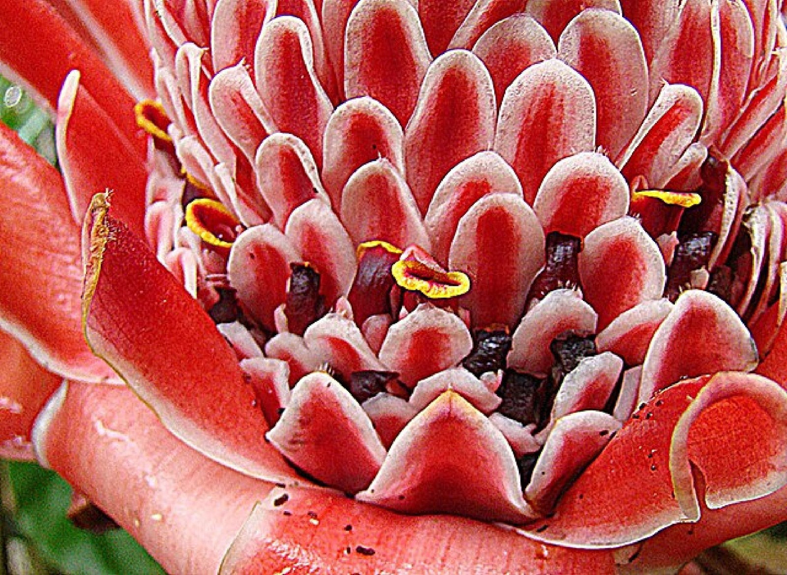 Red Torch ginger {Etlingera elatior} Organic 10 seeds Free Shipping!