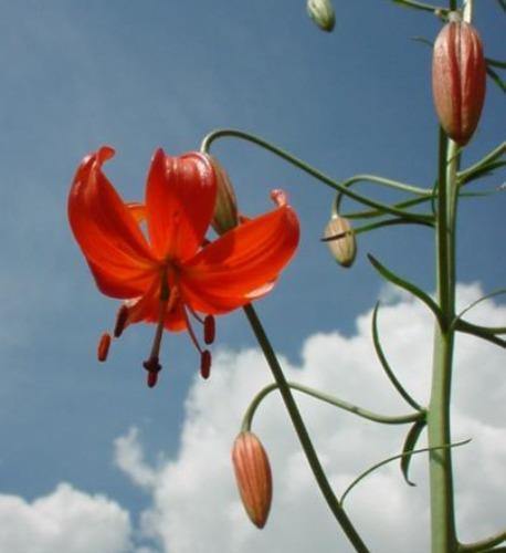 Lilium pumilum | Coral Lily | Low Lily | Siberian Lily | 10 Seeds