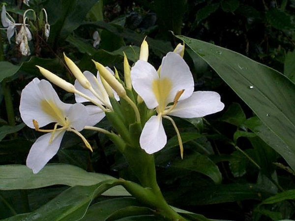 4 PACK HAWAIIAN TROPICAL WHITE GINGER PLANT BARE ROOT – Easy To Grow In/Outdoor
