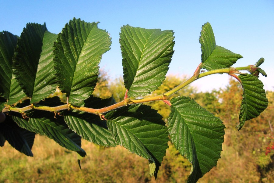 12 inches tall Ulmus hybrid ‘Patriot’ Bare root Elm Tree