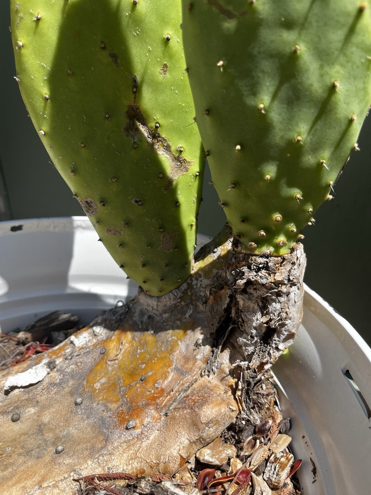 Spineless Cactus Pads 9 Pounds lbs Reptile tortoise Food Opuntia Large 10” Pads