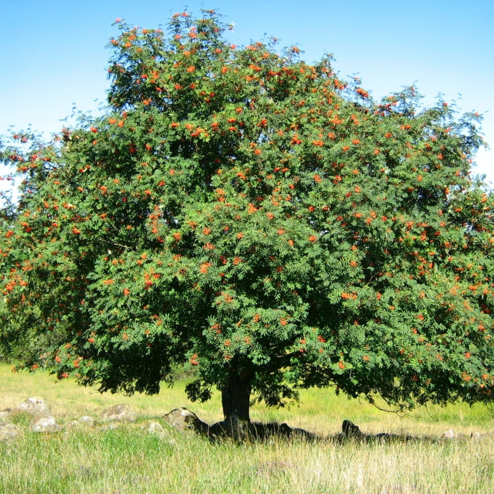 EUROPEAN MOUNTAIN ASH Sorbus Aucuparia 20,50 SEEDS
