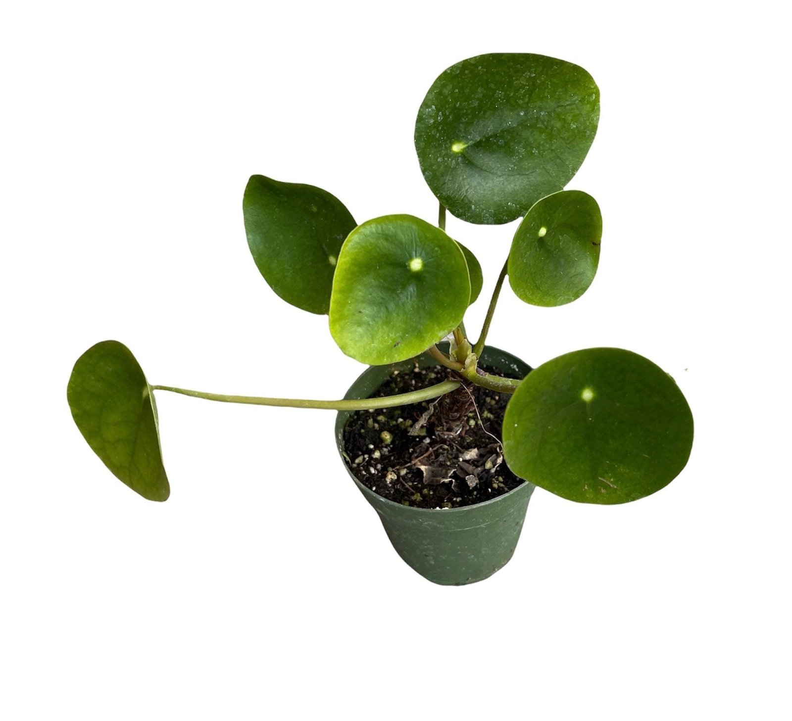 2.5” pot 4″pot UFO plant/Pilea peperomioides /Chinese money plant