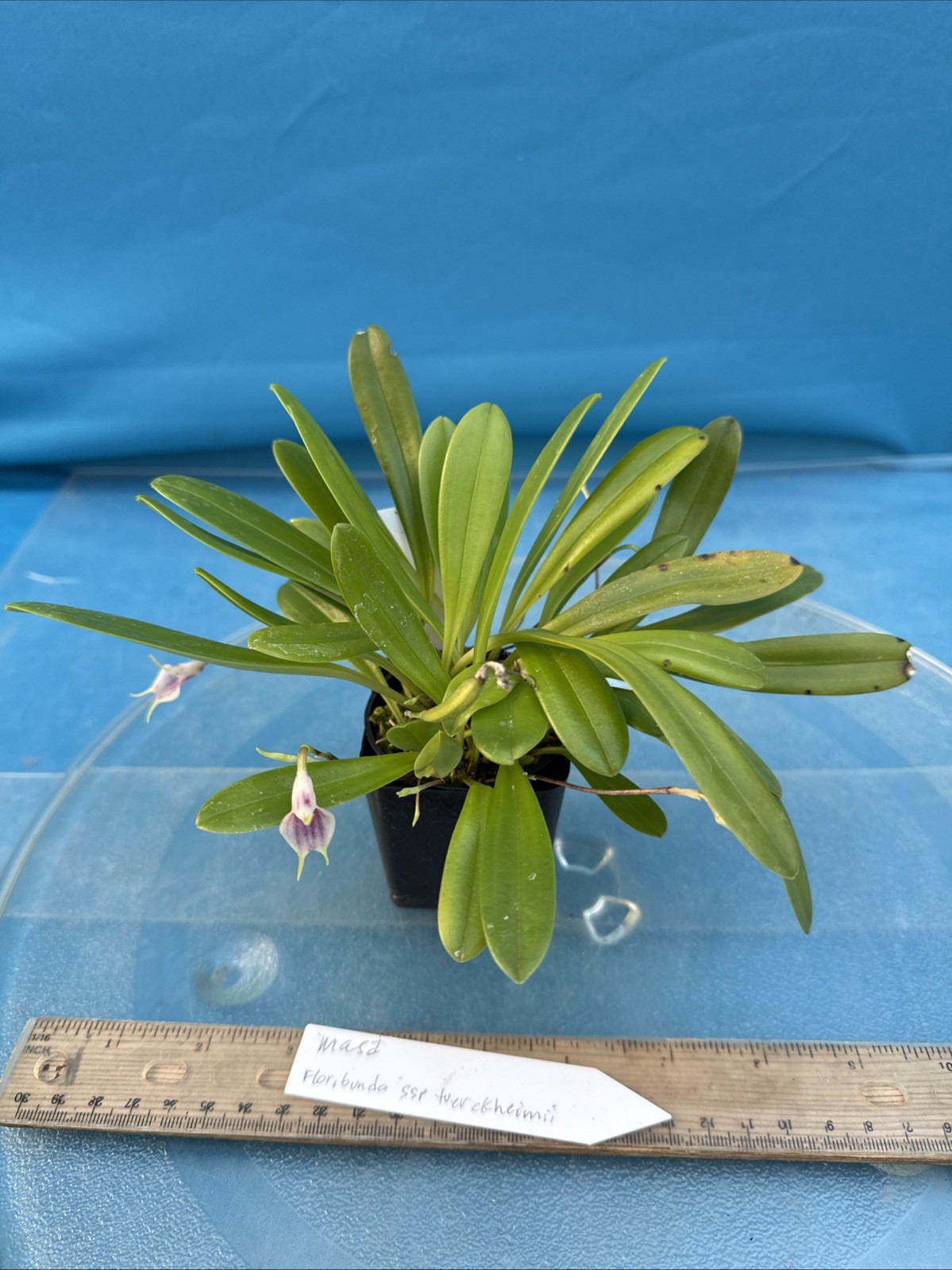 Masdevallia floribunda Ssp Tuerckheimii Yellow Pink BS Orchid 2.5” Pot (CJ16)
