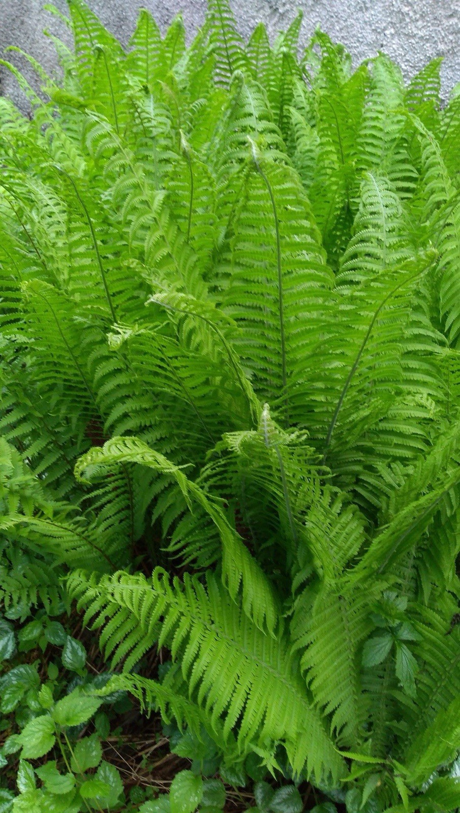 3 Ostrich Fern Root Fiddlehead Matteuccia Struthiopteris Bare Root