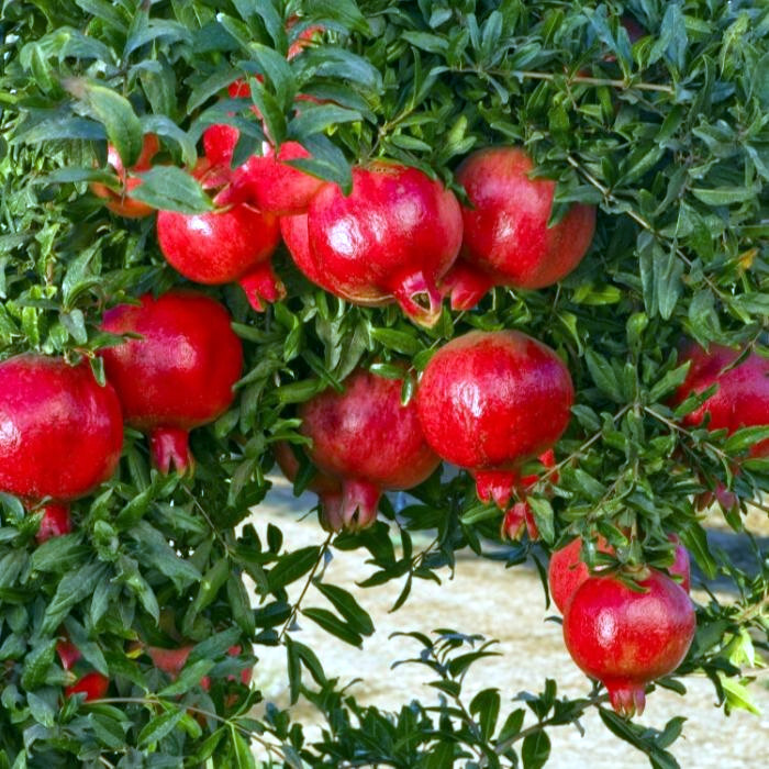 Pomegranate Tree Seeds (Punica granatum) “Apple of Granata Fruit” Shrub NON GMO