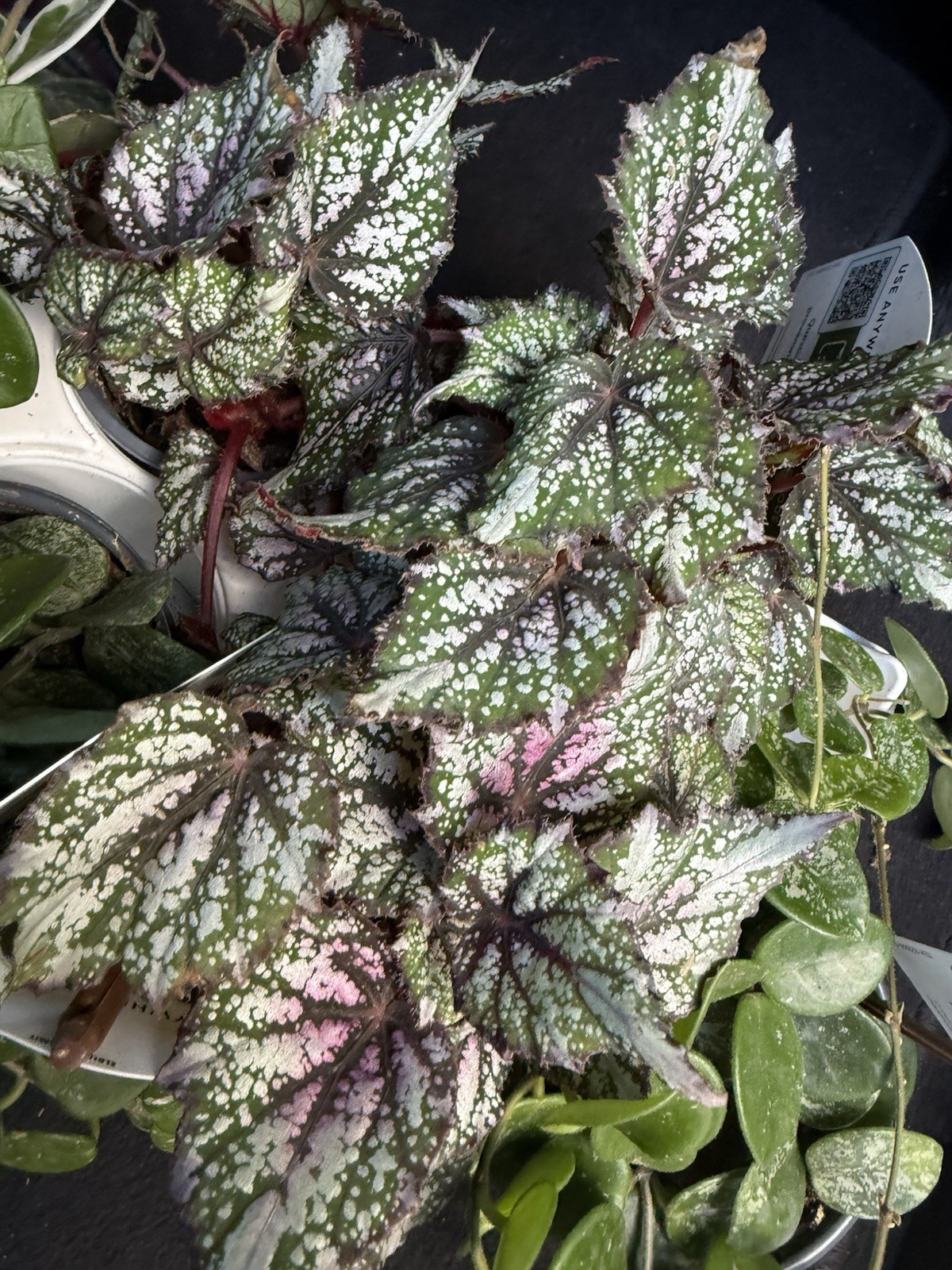 Begonia Hybrid Plants 4 Inches Pot