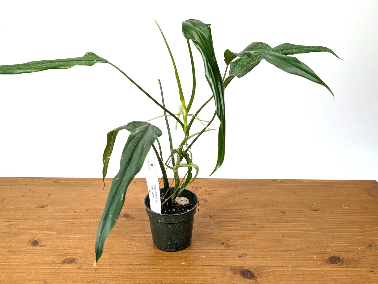 Philodendron Paloraense – Mature