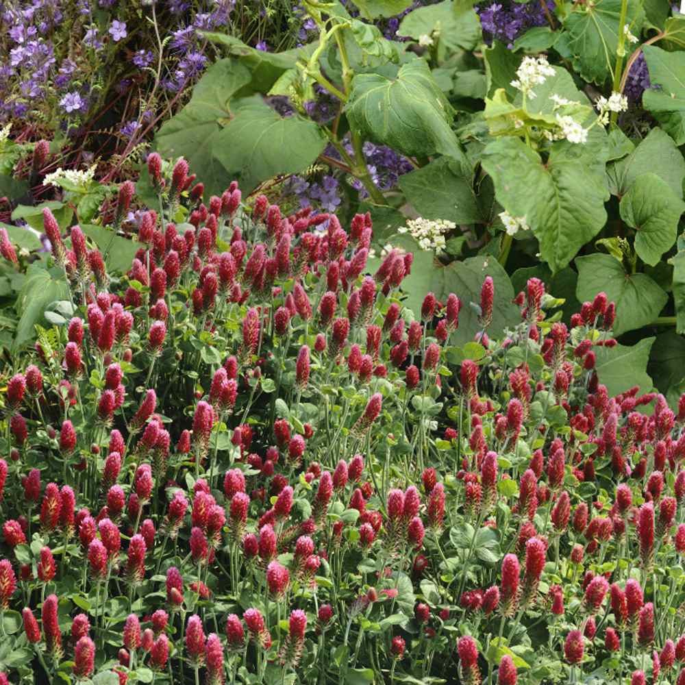 2 LBS – Inoculated Bulk Crimson Clover Seed For Planting Pastures, Cover