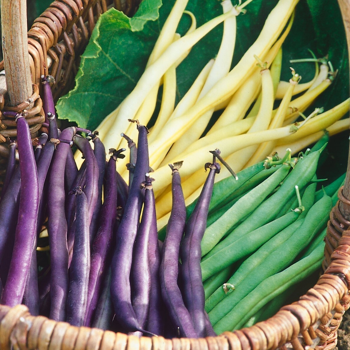 3 Colors Mix Bean Seeds (Mardi Gras Blend) | Purple, Yellow, Green Tricolor 2024