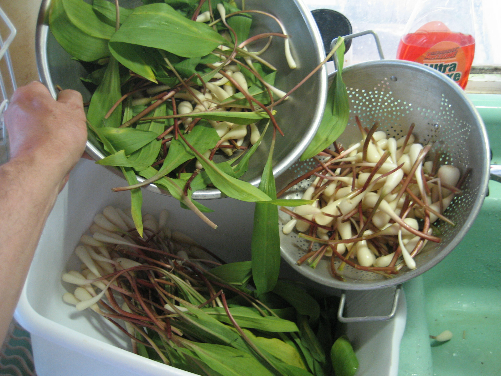 2023 WILD LEEK RAMPS 700 SEEDS 1/2 oz RAMSOM BEARS GARLIC ALLIUM TRICOCCUM A++