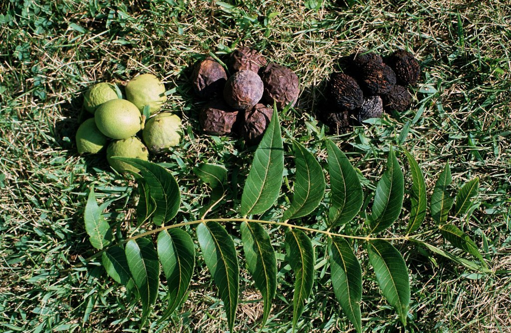 Black Walnut Tree – 12-18″ Tall Seedling – Live Plant – Juglans nigra