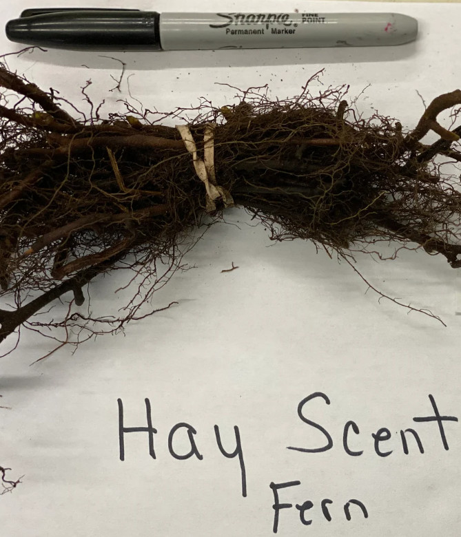 Hay-Scented Fern Rhizomes – Set 5 Bare Root – Hardy Native Shade Fern -Zones 3–8