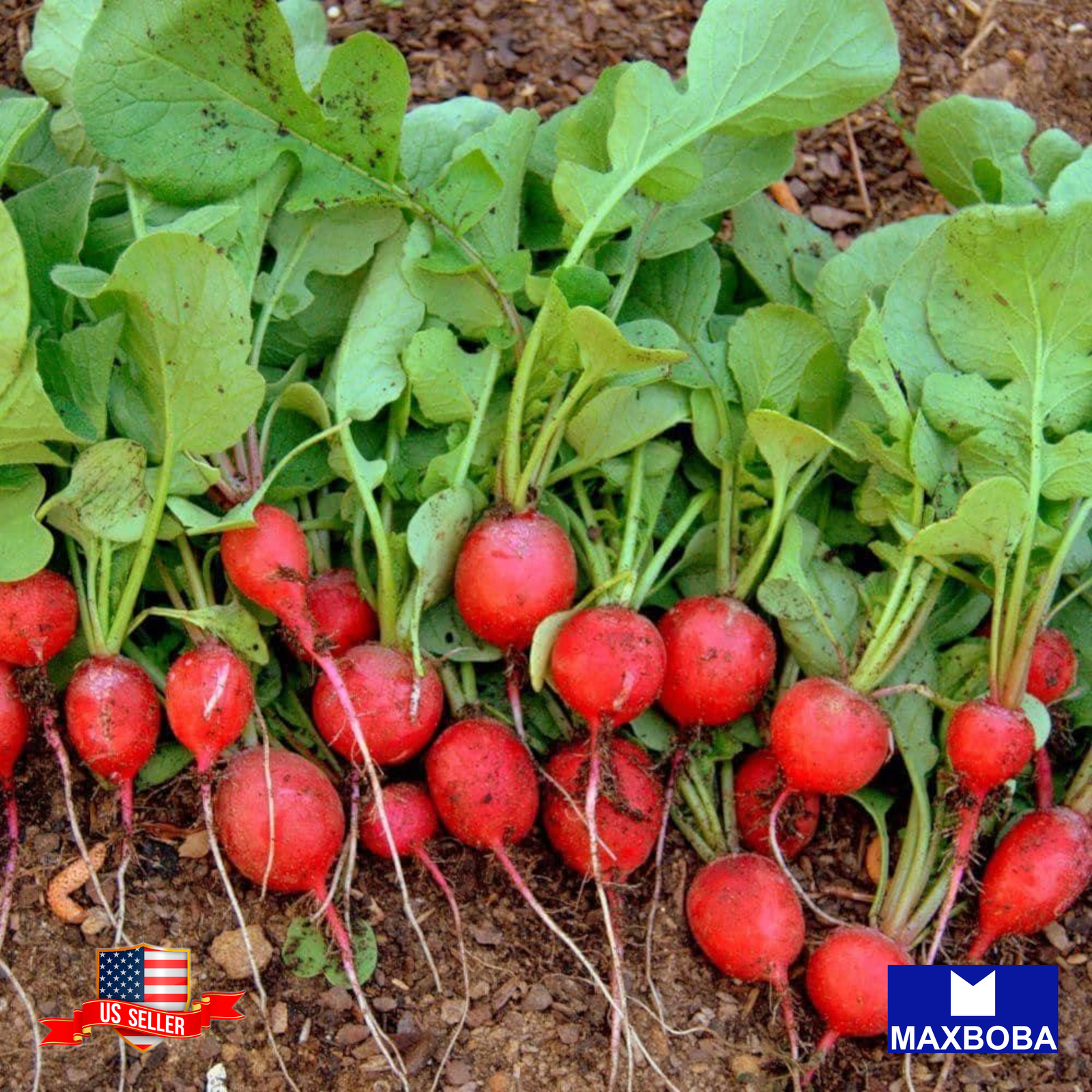Radish Seeds Cherry Belle (Organic) Non-GMO Heirloom