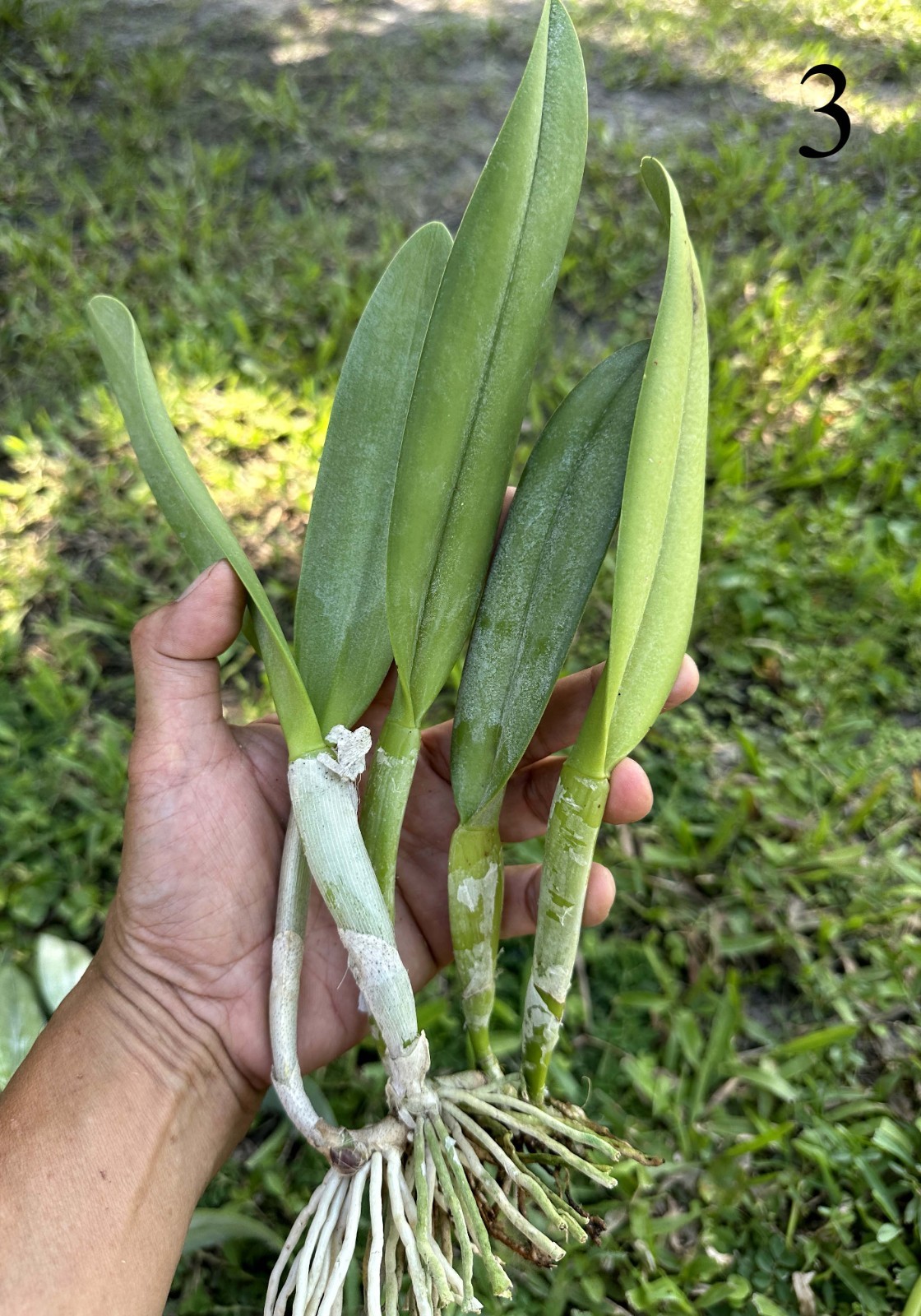 CLASSIC GREEN CATTLEYA PRIMARY ORCHID HYBRID B. Aristocrat – BS bareroot div.