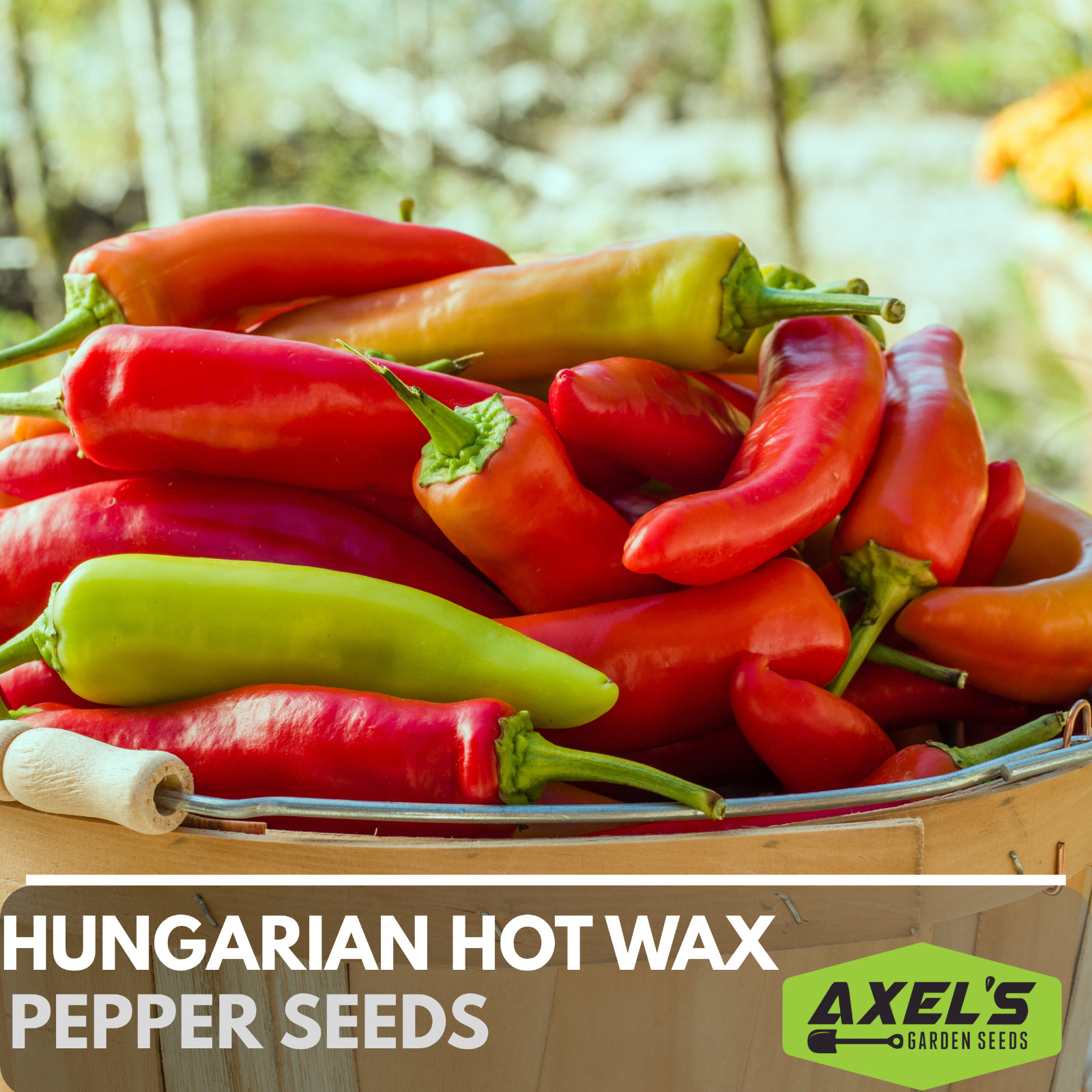Hungarian Hot Wax Pepper | Non-GMO | Heirloom | Fresh Garden Seeds