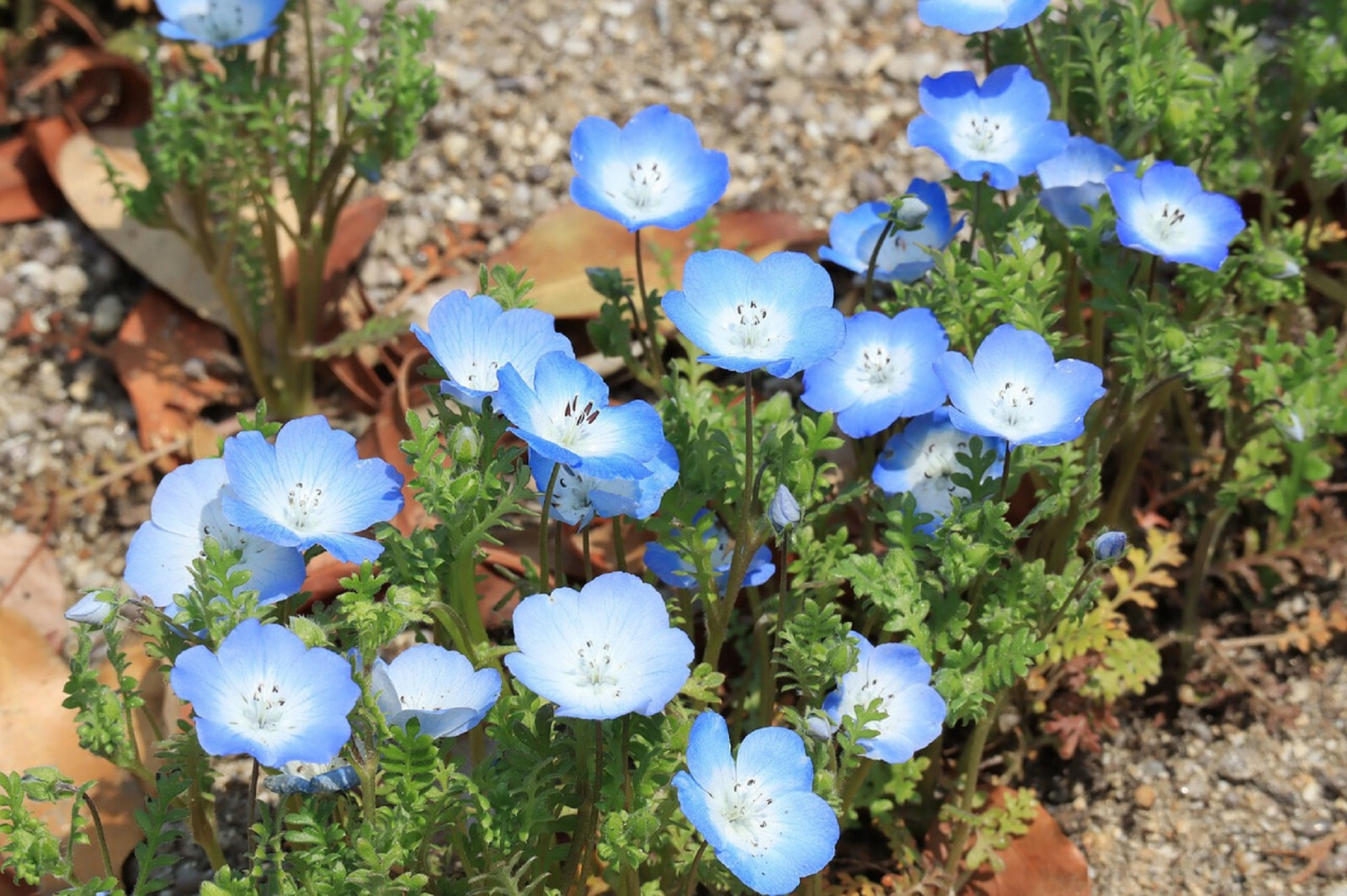 250 Baby Blue Eyes Seeds (Nemophila Menziesii) | LOW GROUND COVER FLOWERS, BLUE