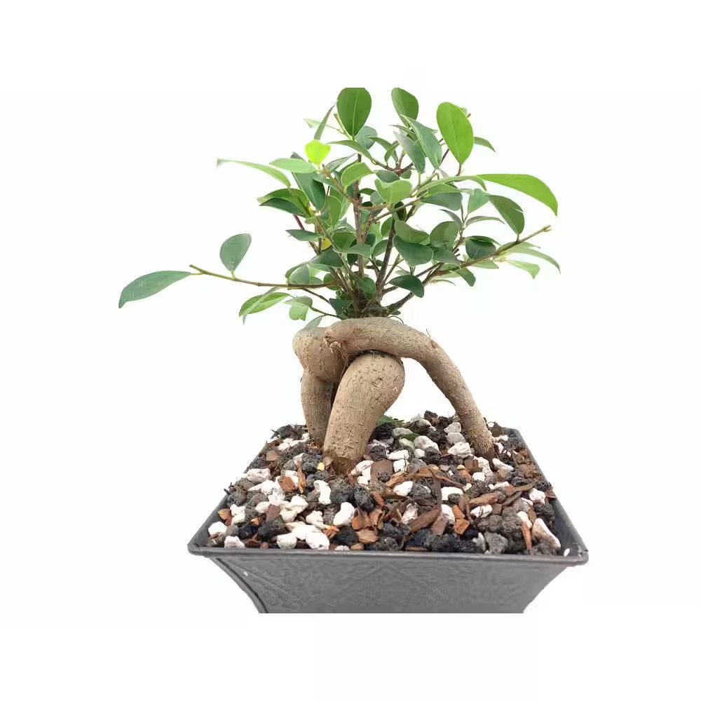 1/4 In. Particle Size, 2 Qt. Pine Bark Fines for Bonsai, Orchids, Succulents, Ca