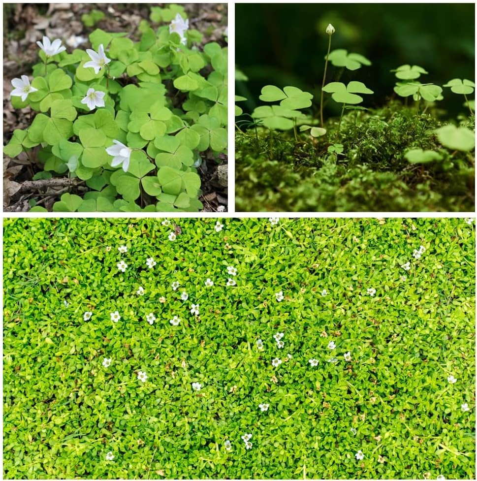 10000+ White Irish Moss Seeds for Planting, Non-GMO
