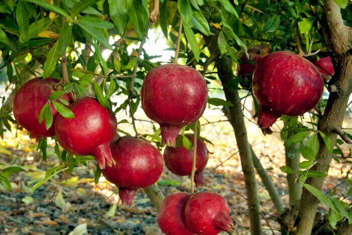 Pomegranate Tree Seeds (Punica granatum) “Apple of Granata Fruit” Shrub NON GMO