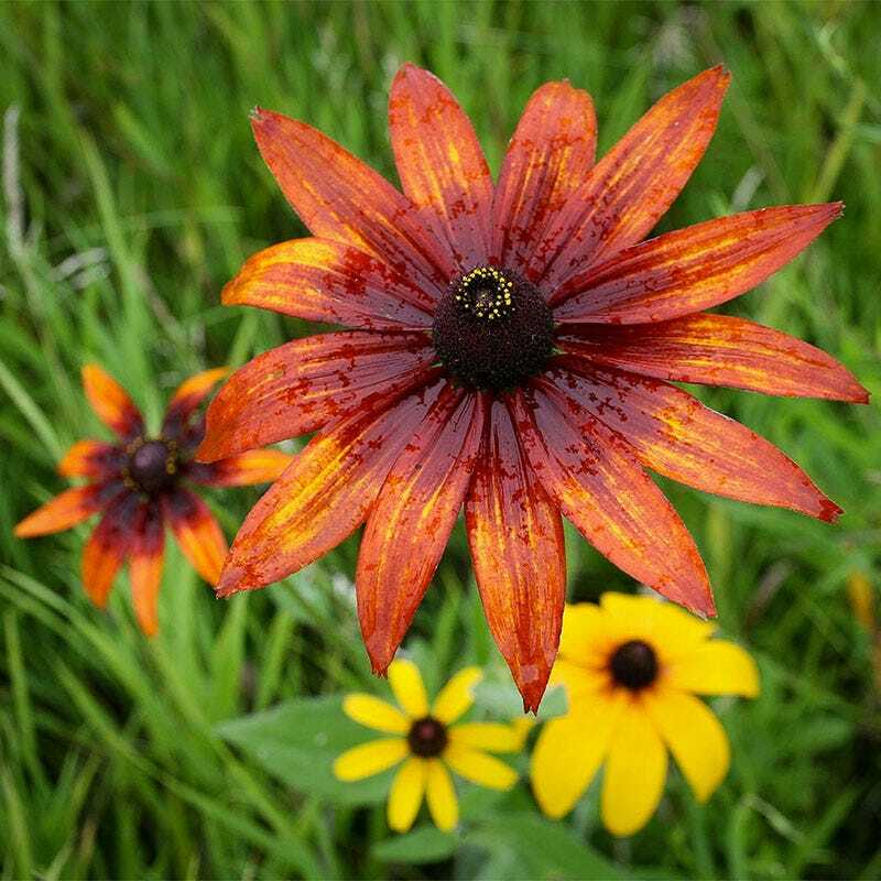 Bulk Pack ALL PERENNIAL WILDFLOWERS Fall or Spring Planting Non-GMO 3000+ Seeds