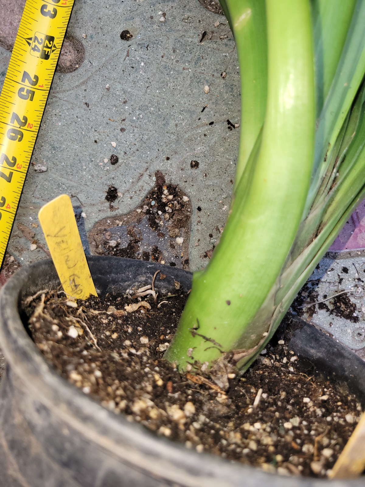 Yellow gardenii clivia I gallon plants