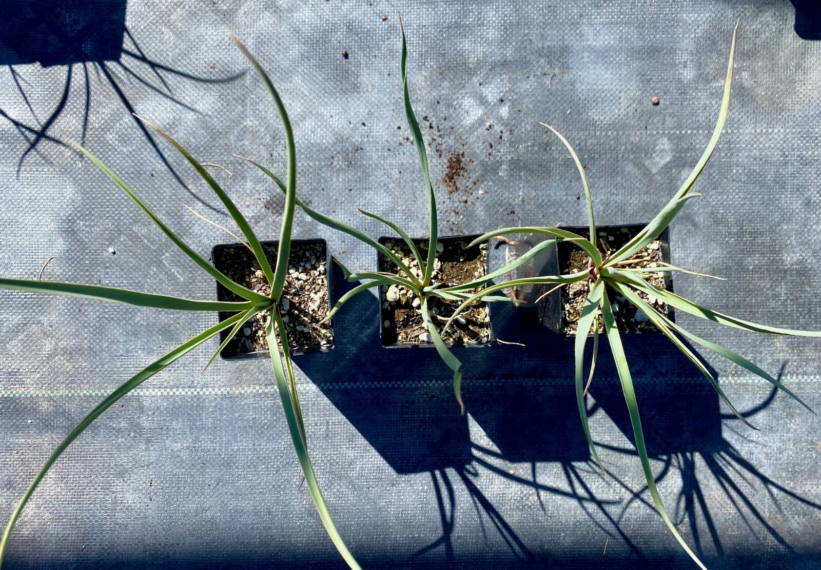 Yucca Glauca (Soapweed Yucca, Prairie, Spanish Bayonet, Bear Grass)