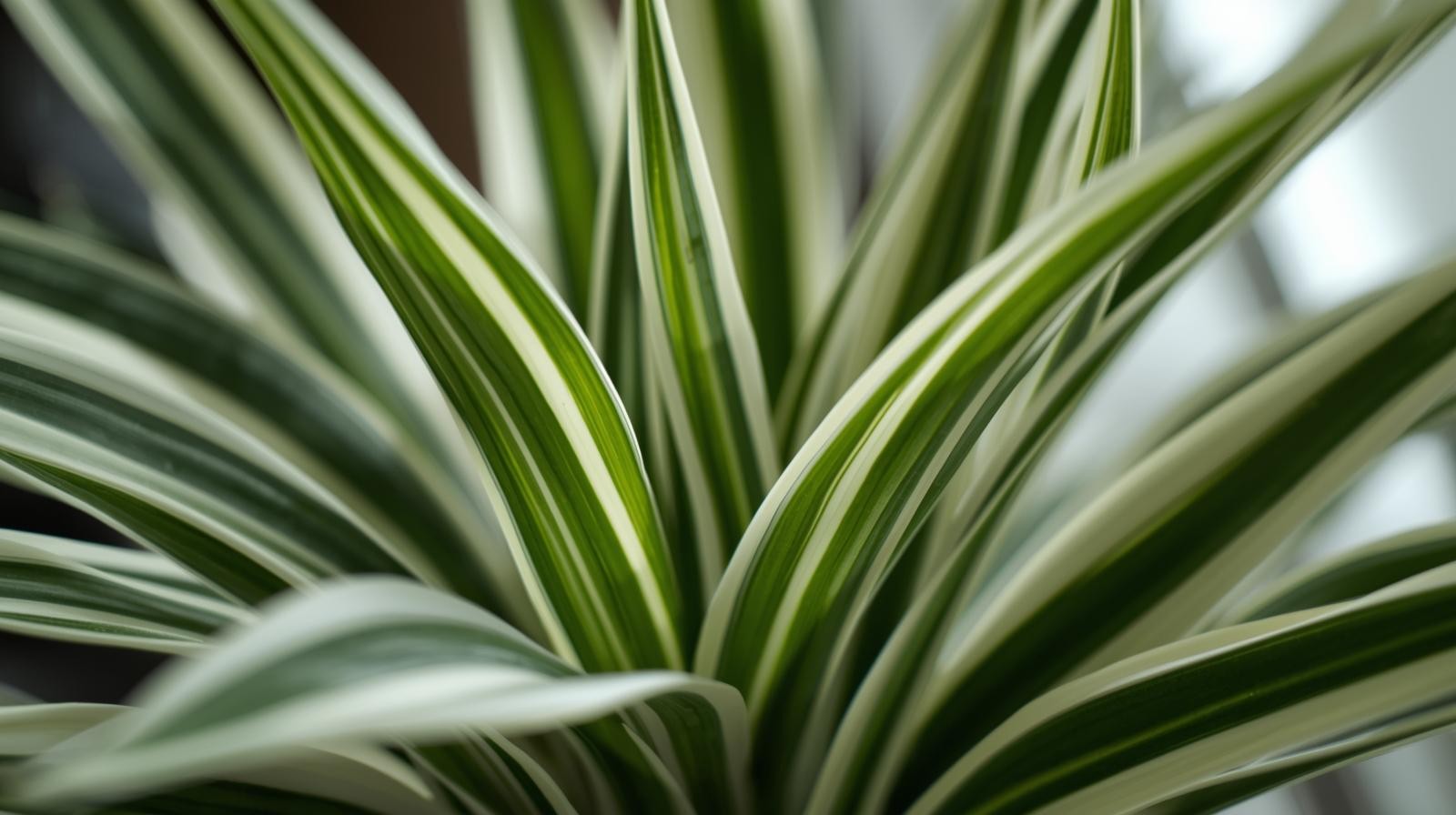Chlorophytum Spider Variegated Rooted Starter Plants Air Plants BUY 2 GET 1 FREE
