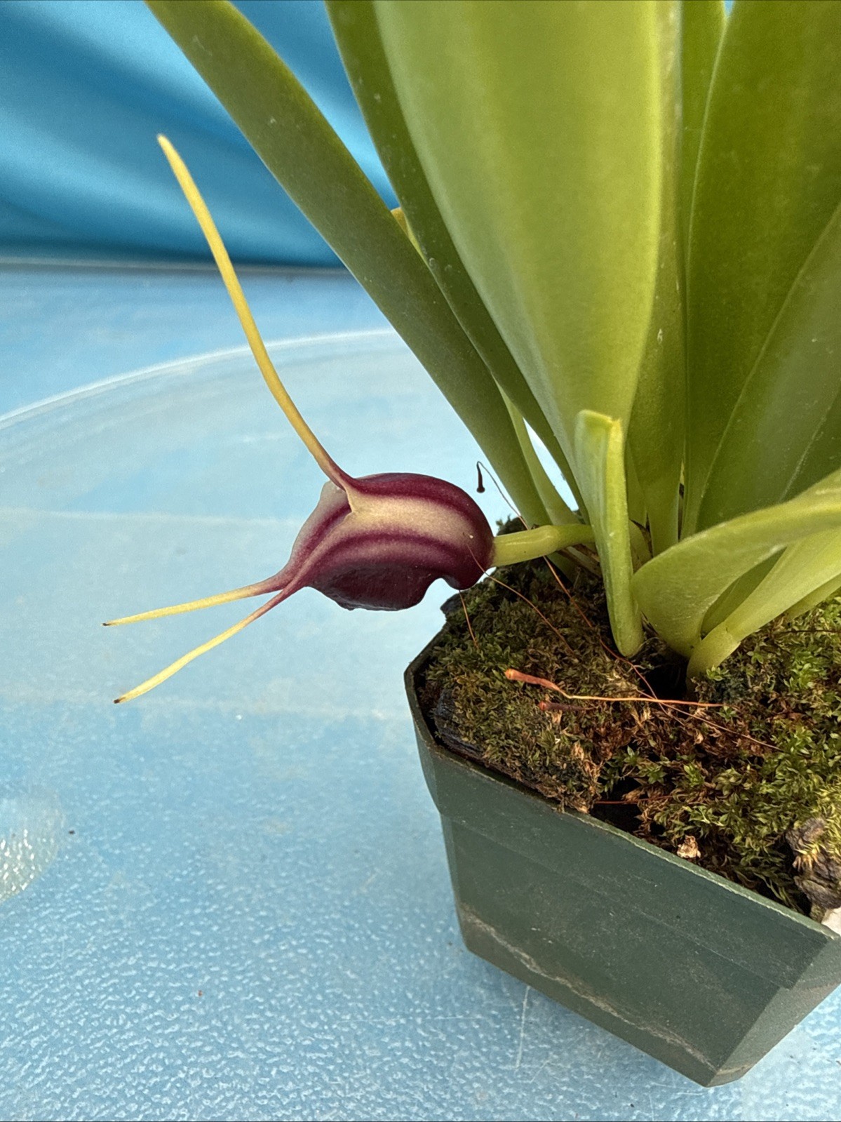 Masdevallia discoidea Cool To Intermediate Orchid Species Yellow Purple 2” Pot