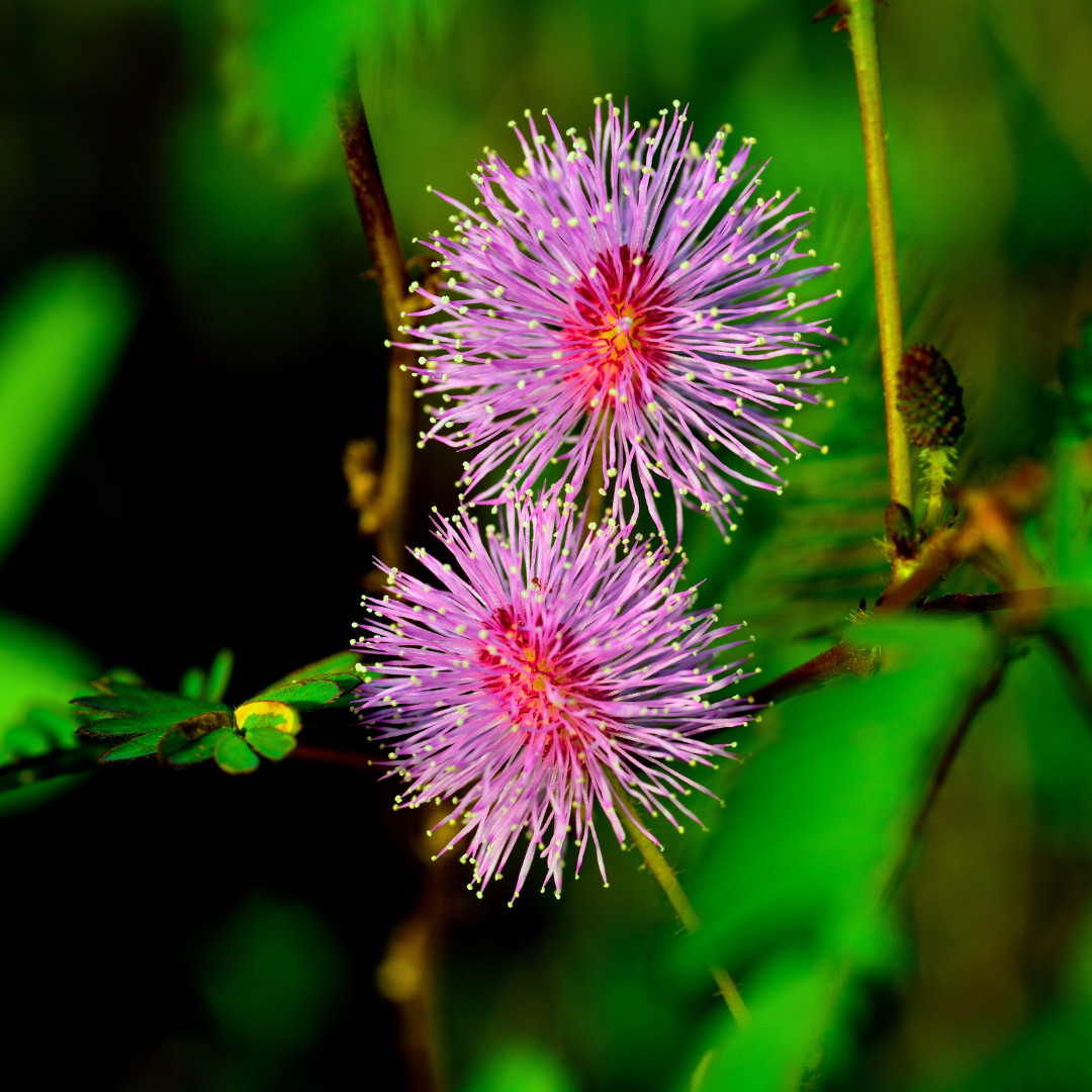 Fresh Sensitive Plant Seeds | Mimosa Pudica | Heirloom Non-GMO | Flowers