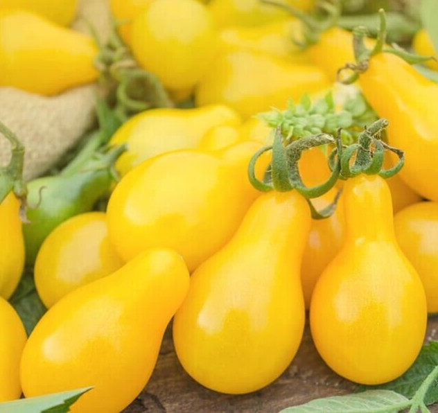 YELLOW PEAR TOMATO SEEDS 50+ GARDEN vegetable INDETERMINATE organic FREE SHIP