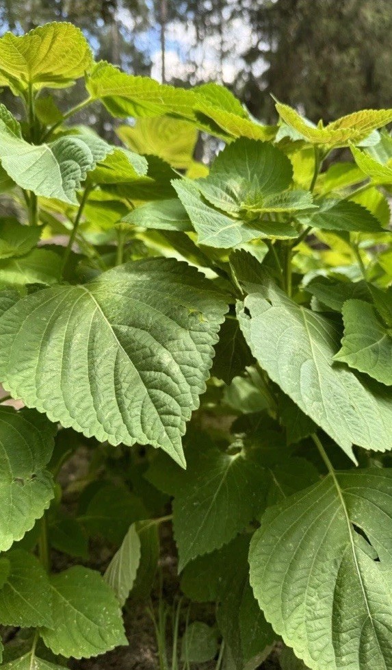 300 Korean Perilla Seeds Shiso 2025 Fresh Seeds 紫苏种子