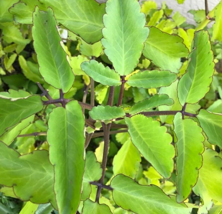Kalanchoe Pinnata Kalanchoe Plant 6-10″ Tall, Miracle Leaf Mother of Thousand