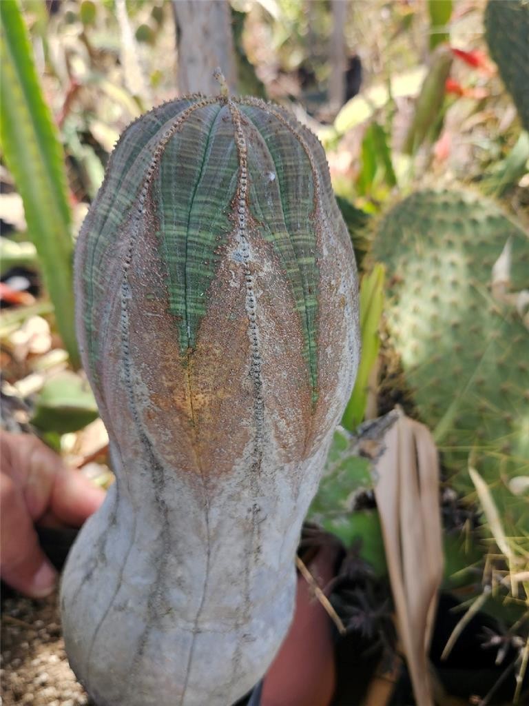 Large Old Euphorbia Obesa 10 Inches Tall