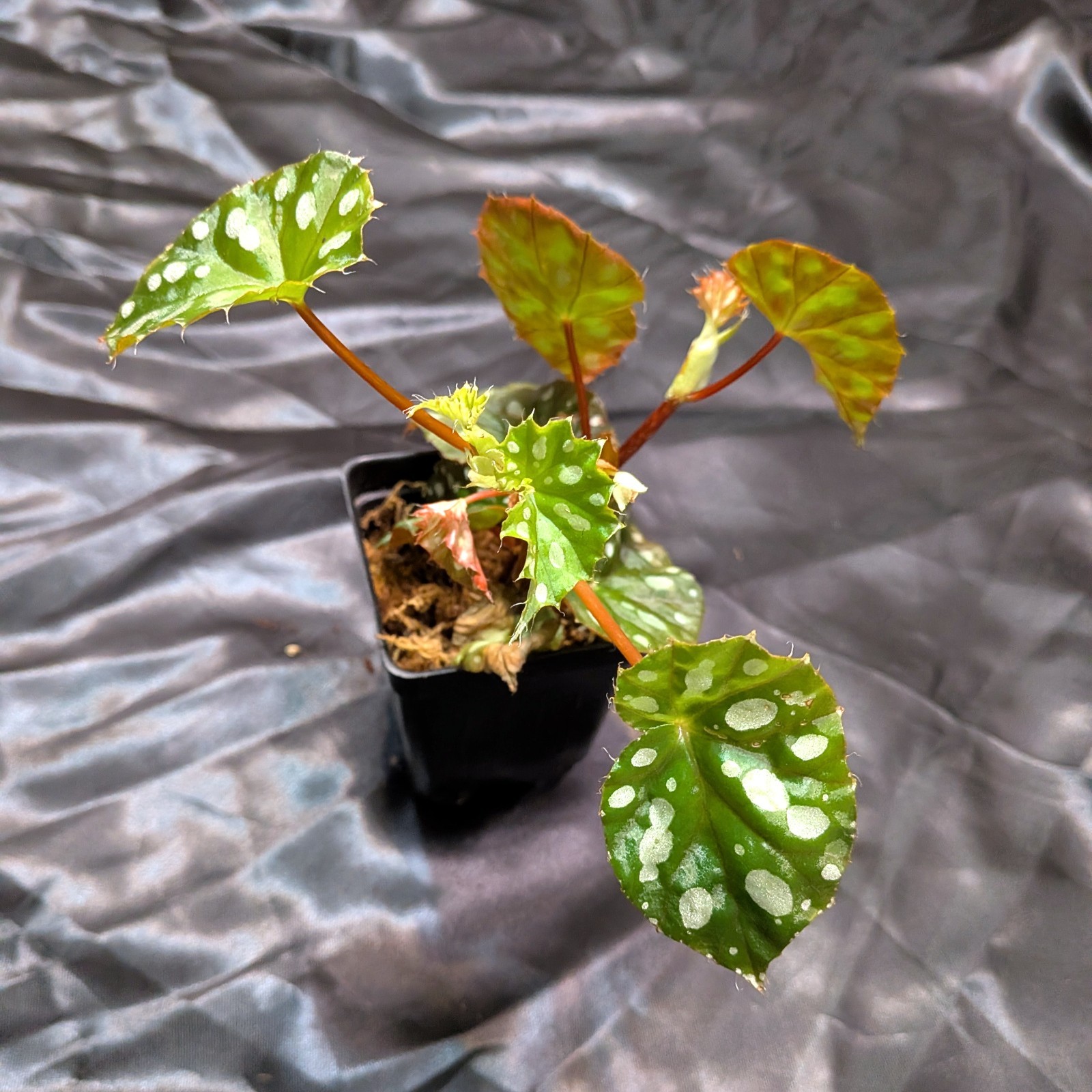 Begonia jiewhoei; Uncommon cane begonia; 3-4″ planter