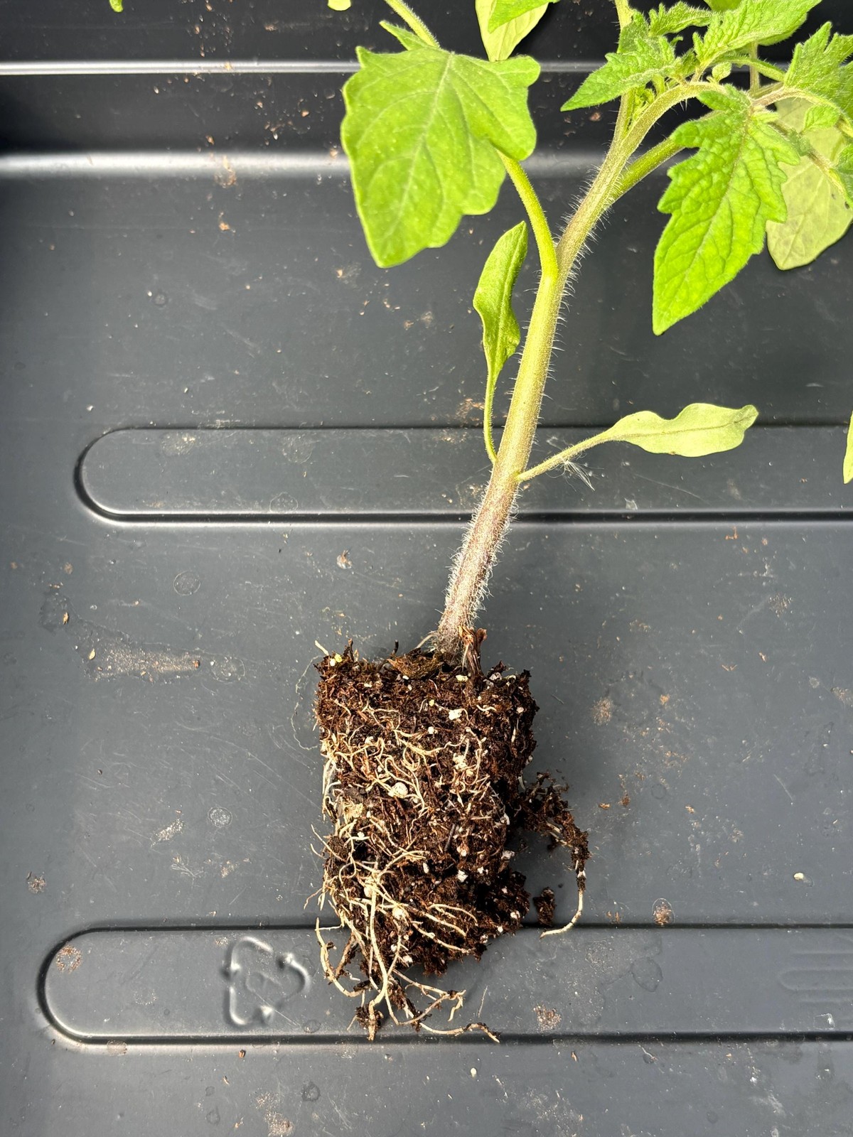 Tomato Live Plant – Seedlings/Plugs and Plants – 3″- 12″ tall – 30-60+ days old