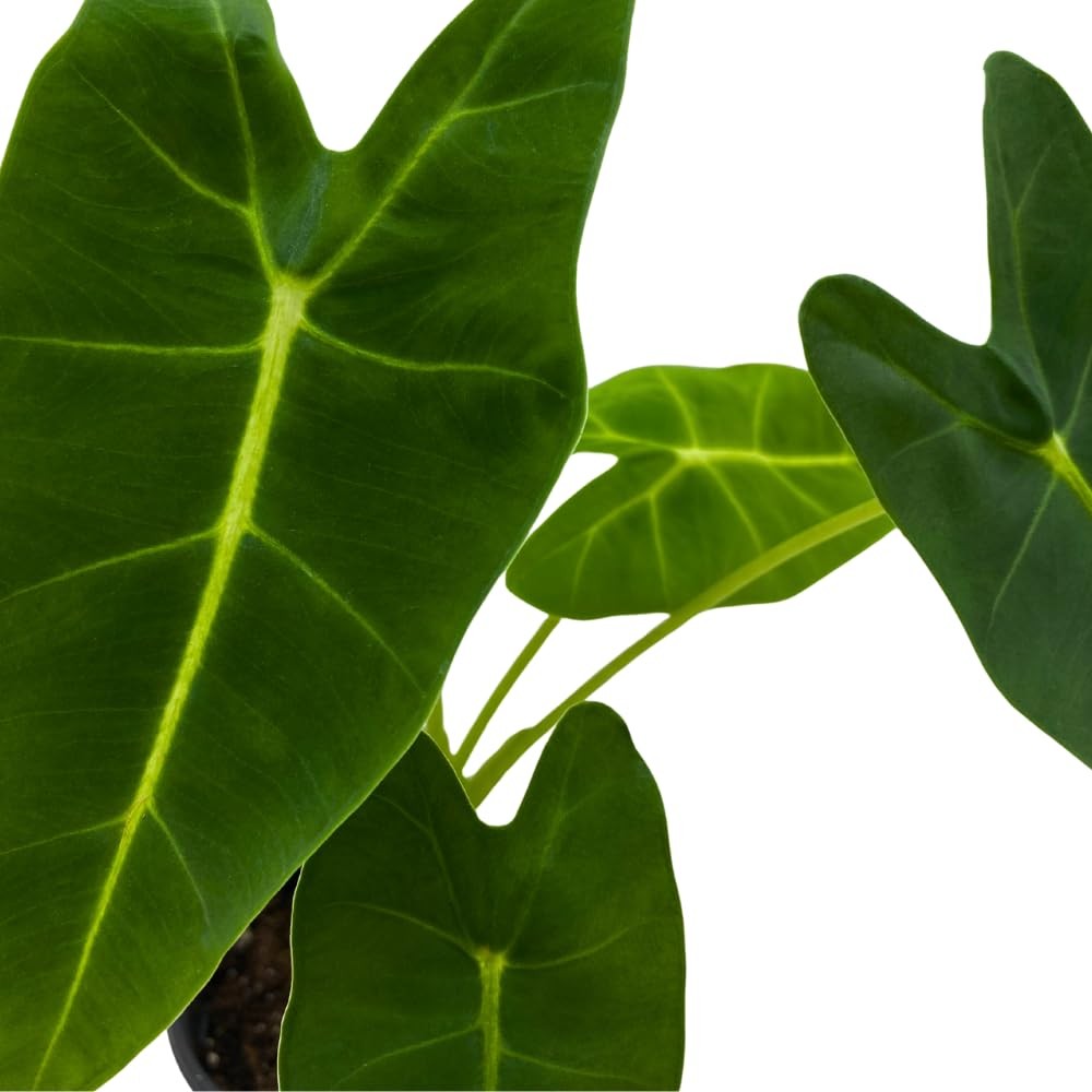 Bubbleblooms Green Velvet Alocasia Frydek Micholitziana In A 4 Inch Pot